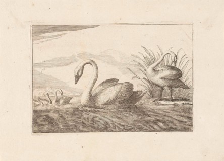 Swans, Francis Barlow, Pieter Schenk (I), 1675 - 1711