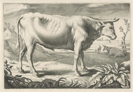 Pasture with an ox, Reinier van Persijn, Jacob Gerritsz Cuyp, Nicolaes Visscher (I), 1641