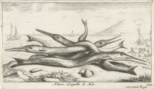 Needlefish, Belonidae on the beach, Albert Flamen, Jacques van Merlen, Lodewijk XIV koning van