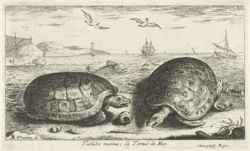 Two turtles on the beach, Albert Flamen, 1664