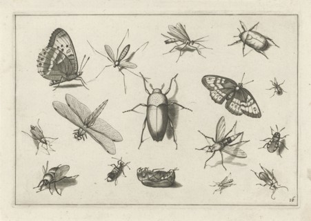 Insects, Jacob Hoefnagel, Joris Hoefnagel, Claes Jansz. Visscher (II), 1630
