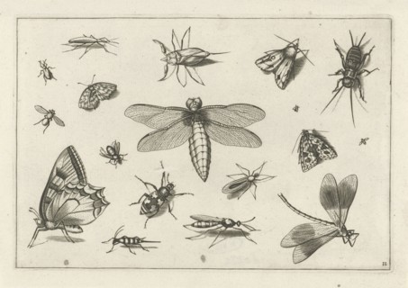 Insects, Jacob Hoefnagel, Joris Hoefnagel, Claes Jansz. Visscher (II), 1630