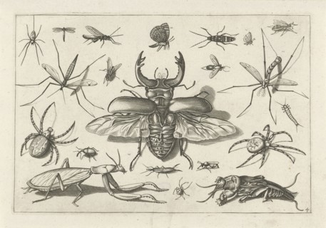 Insects, Jacob Hoefnagel, Joris Hoefnagel, Claes Jansz. Visscher (II), 1630