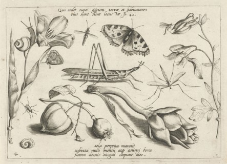 Animals and plants around a grasshopper and a artishock, Jacob Hoefnagel, Joris Hoefnagel, 1592
