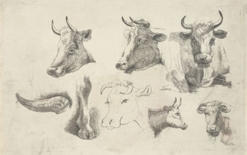 Study Sheet with heads of cows, Andries Leijerdorp, 1799 - 1854