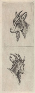 Bucks head, Pieter Janson, 1780-1851