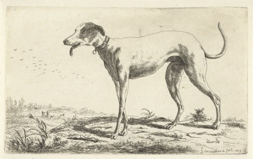 Greyhound Diana, Gerardus Emaus de Micault, 1819