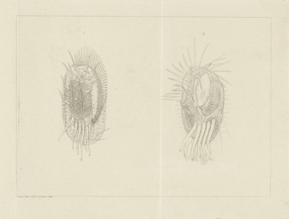 Two infusoria, Jacob Rees, 1881