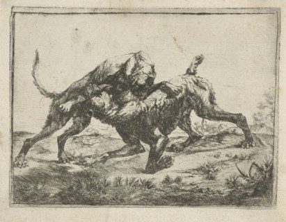 Fighting dogs, Pauwels van Hillegaert, 1606-1658