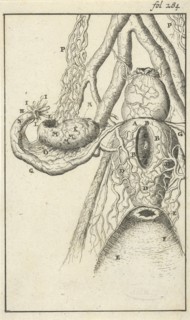 Anatomical image X, Jan Luyken, Jan Claesz ten Hoorn, 1680 - 1688