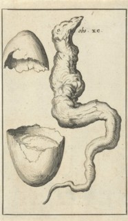 Anatomical picture IX, Jan Luyken, Jan Claesz ten Hoorn, 1680 - 1688