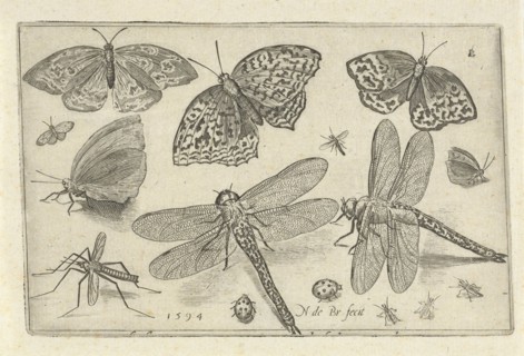 Butterflies and dragonflies, Nicolaes de Bruyn, 1594