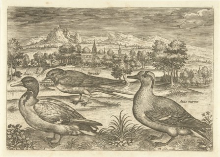 Some birds in a landscape, Adriaen Collaert, 1598-1618