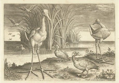 Some waterfowl on a shore, Adriaen Collaert, 1598 - 1618