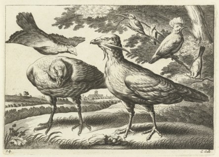 Geese and a cockatoo, Pieter van Lisebetten, Wenceslaus Hollar, Francis Barlow, 1654 - 1678