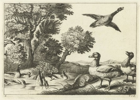 Ducks, Pieter van Lisebetten, Wenceslaus Hollar, Francis Barlow, 1654 - 1678