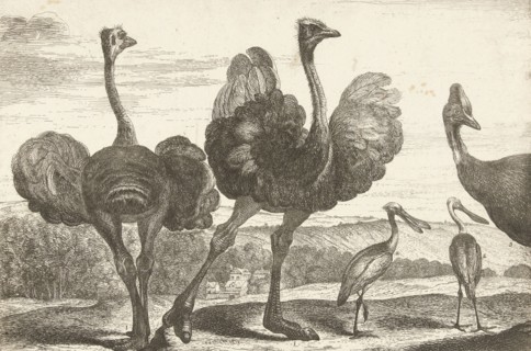 Ostriches, cassowary and spoonbill, De Poilly, Lodewijk XIV (koning van Frankrijk), 1670 - 1674