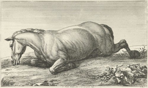 Killed horse lying on stomach, Jan van Huchtenburg, Adam Frans van der Meulen, unknown, 1674 - 1733