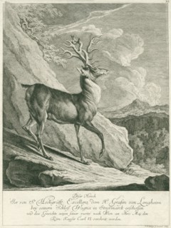 A deer, Johann Elias Ridinger, 1708 - 1767