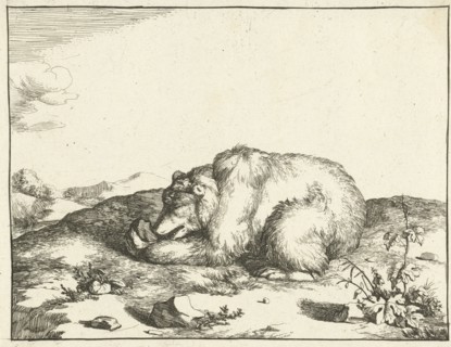 Bear, eating something from his left leg, Marcus de Bye, Marcus Gerards I 1664