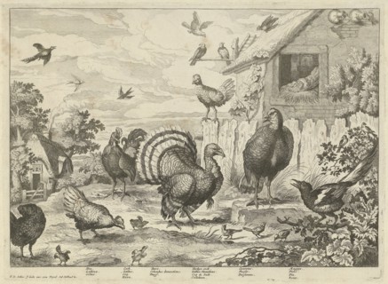 Various poultry and a turkey, Jan Griffier (I), Jacob Gole, 1670 - 1724