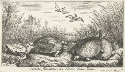 Four freshwater turtles between grass and reed, Philippus Endlich, Isaac de la Fontaine, Reinier &