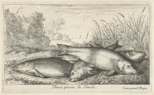 Four tench on a river bank, Albert Flamen, Jacques van Merlen, Lodewijk XIV (koning van Frankrijk),