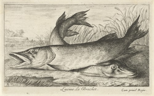 Two pike on a riverbank, Albert Flamen, Jacques van Merlen, Louis XIV King of France, 1664