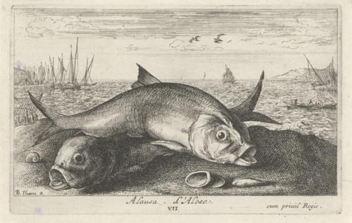 Two Twaite shads on the beach, Albert Flamen, 1664, Fint, Twaite shad, Alosa fallax