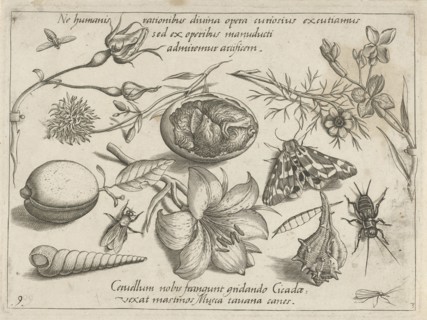 Insects, plants and shells around a chick in an egg, Jacob Hoefnagel, Joris Hoefnagel, 1592