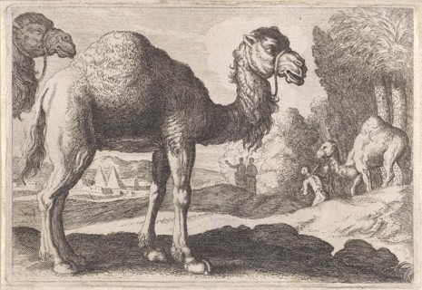 Camels, Anonymous, Herman van Swanevelt, 1636 - 1705