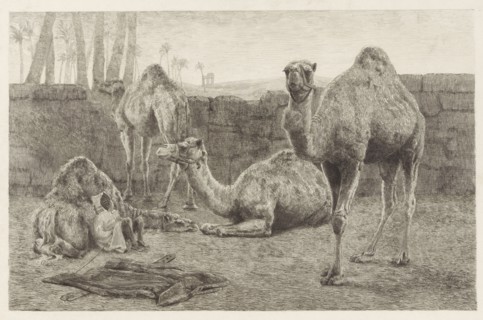Camels, August Le Gras, 1886