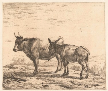 Ox and donkey, Karel Dujardin, 1652 - 1659