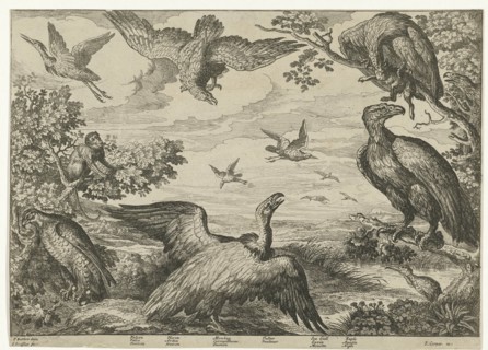 Various birds and a monkey, Jan Griffier (I), Edward Cooper, 1655 - 1718