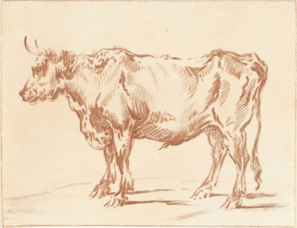 Standing ox, Jurriaan Cootwijck, Paulus Potter, 1724 - 1798