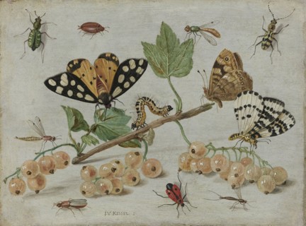 Insects and Fruit, Jan van Kessel, I, c. 1660 - c. 1665