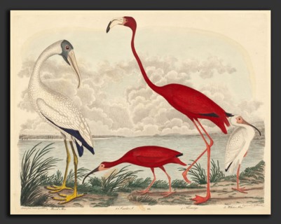 John G. Warnicke after Alexander Wilson, Wood Ibis, Scarlet Ibis, Flamingo, and White Ibis,