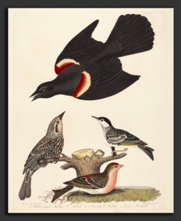 Alexander Lawson after Alexander Wilson, Red-winged Starling, Female Red-winged Starling,