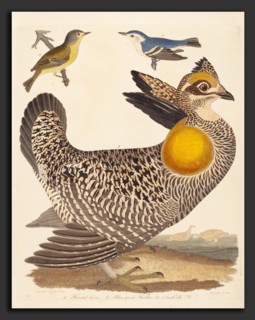 Alexander Lawson after Alexander Wilson, Pinnated Grous, Blue-green Warbler, and Nashville Warbler,