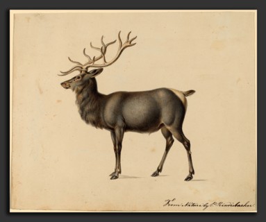 Peter Rindisbacher, European Elk, American, 1806 - 1834, gouache on wove paper