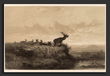 Karl Bodmer, Le Matin, Cerf et Biches, Swiss, 1809 - 1893, chiaroscuro lithograph