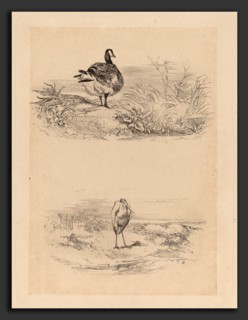 Karl Bodmer, Oie, Heron, Swiss, 1809 - 1893, etching
