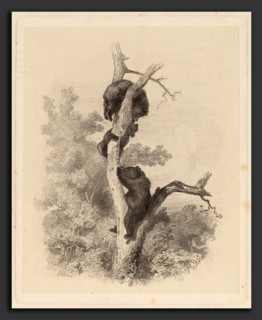 Karl Bodmer, Les Ours (The Bears), Swiss, 1809 - 1893, 1858-1874, etching in black on chine collé
