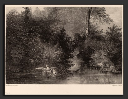 Karl Bodmer, Canards, Swiss, 1809 - 1893, 1861-1866, lithograph