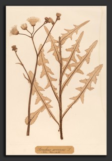 Constetin von Ettinghausen and Alois Pokorny (Austrian, active 1856), Sonchus arvensis, 1856,