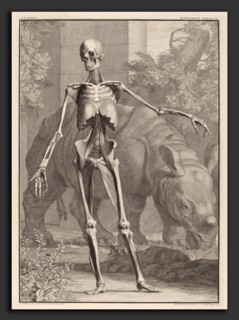 Jan Wandelaar (Dutch, 1690 - 1759), Musculorum Tabula IV, 1742, engraving on laid paper with