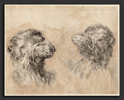 Stefano Della Bella (Italian, 1610 - 1664), Two Camel Heads [recto], probably 1649, etching with