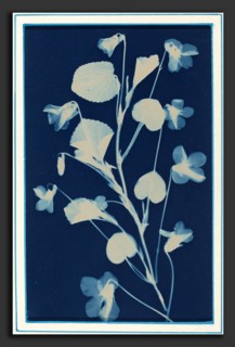 Bertha Evelyn Jaques, Untitled, American, 1863 - 1941, c. 1900, cyanotype