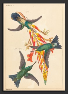Heinrich Gottlieb Ludwig Reichenbach (German, 1793 - 1879), Three Hummingbirds with Plant,