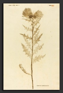 Johann Hieronymus Kniphof (German, 1704 - 1763), Carduus Lanceolatus, published 1757-1764, pressed